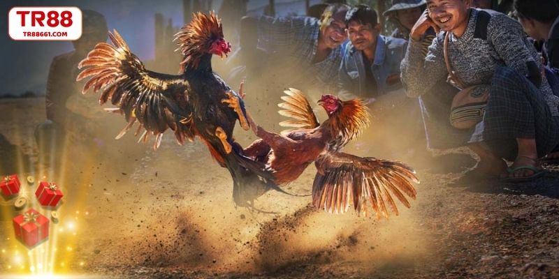 Đánh giá tổng thể chiến kê bên ngoài